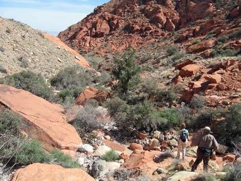 Calico Hills Loop Trail