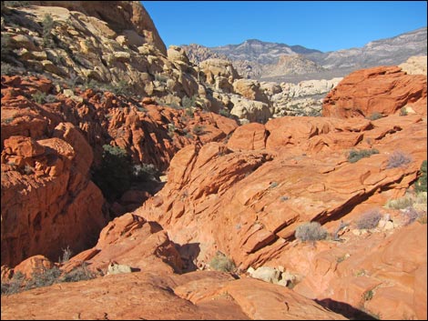 Calico Tanks