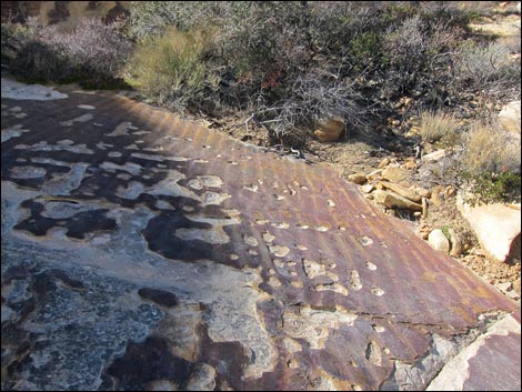 Calico Tanks