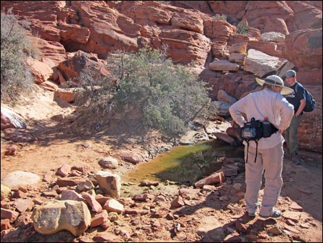 Calico Tanks