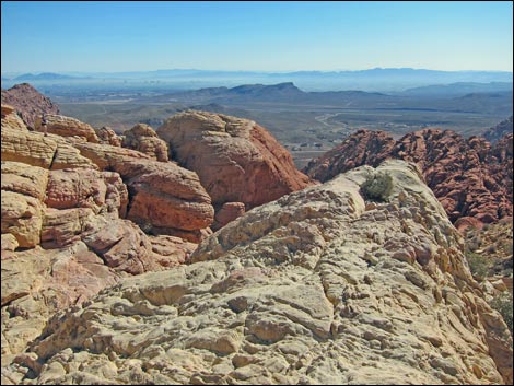 Calico Tanks