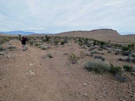 Fire Station Hill Trail