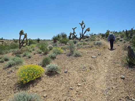 Campground Wash Trail