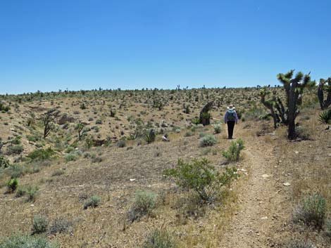 Campground Wash Trail