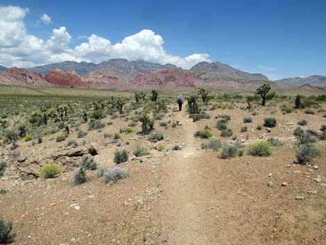 Campground Wash Trail