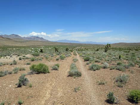 Campground Wash Trail