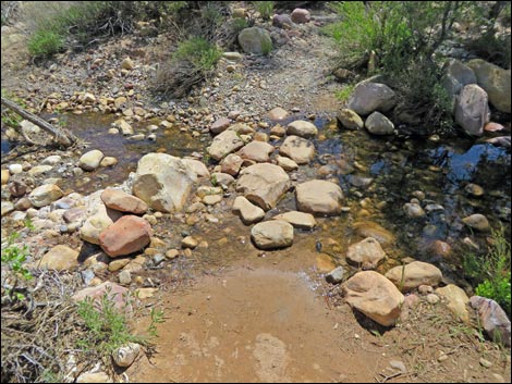 Fire Ecology Trail