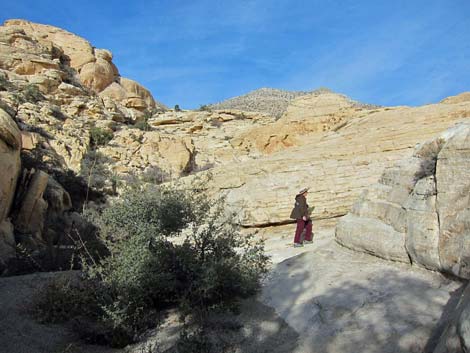 Calico Hills Loop Trail