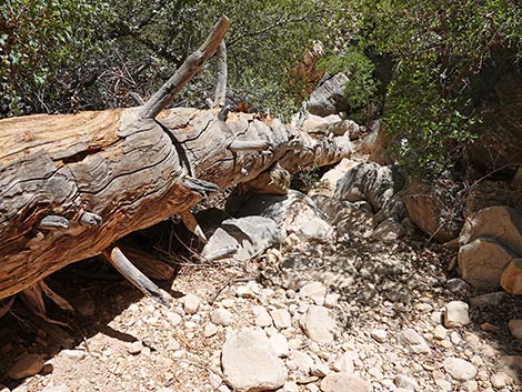 Ice Box Canyon Trail