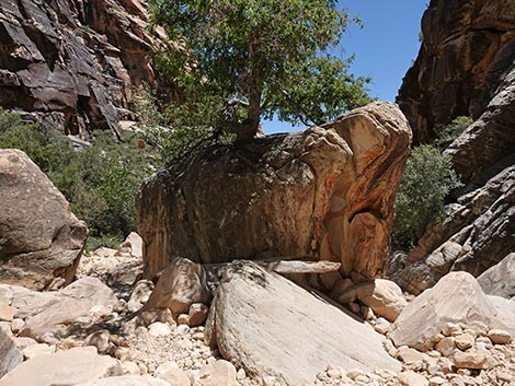 Ice Box Canyon Trail
