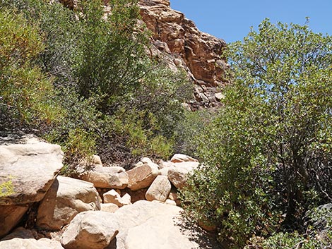 Ice Box Canyon Trail