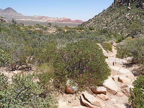 Ice Box Canyon Trail