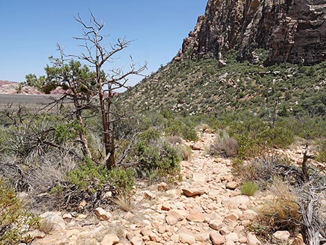 Ice Box Canyon Trail