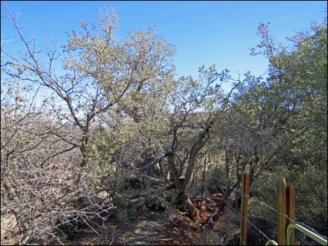 Lone Grapevine Spring