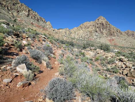 Lone Grapevine Spring