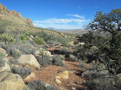 Lone Grapevine Spring