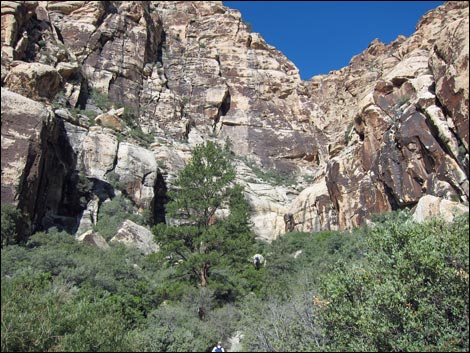 Lower Lost Creek Falls Trail