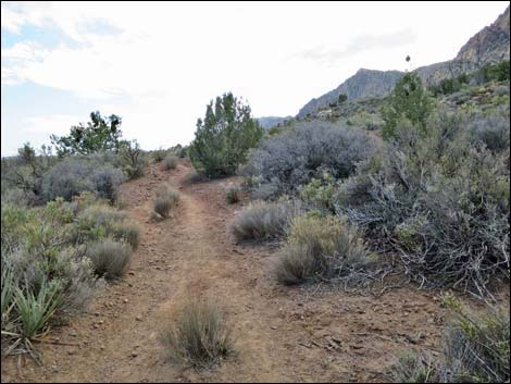 South Oak Creek Trail