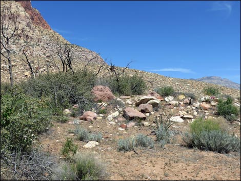 Pine Creek Trail