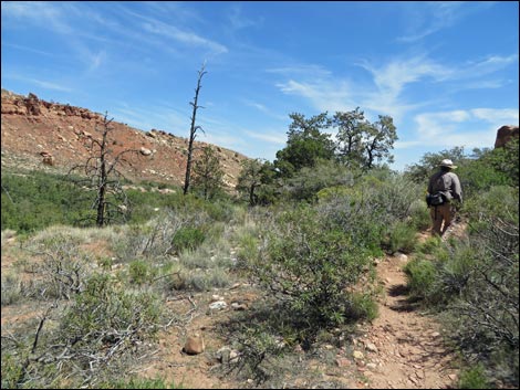 Pine Creek Trail