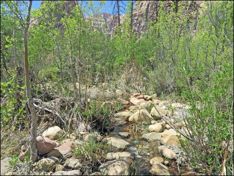 Pine Creek Trail