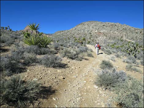 Cottonwood Valley Springs Loop Trail