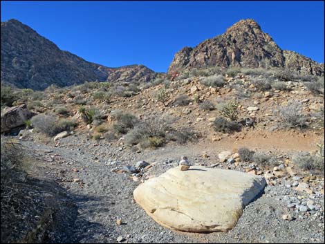 Cottonwood Valley Springs Loop Trail