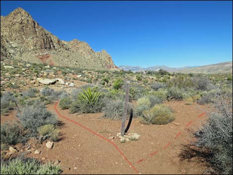 Cottonwood Valley Springs Loop Trail