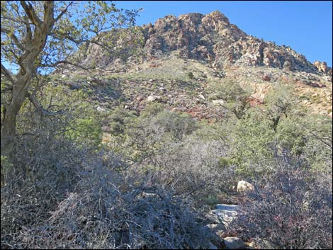 Cottonwood Valley Springs Loop Trail