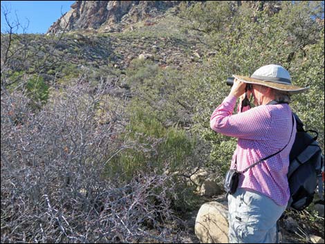 Cottonwood Valley Springs Loop Trail