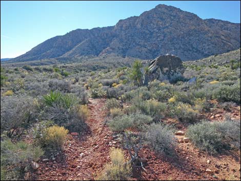 Cottonwood Valley Springs Loop Trail