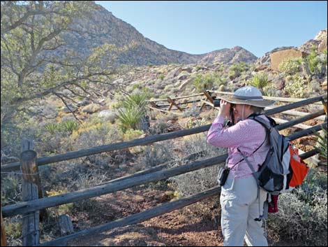 Cottonwood Valley Springs Loop Trail