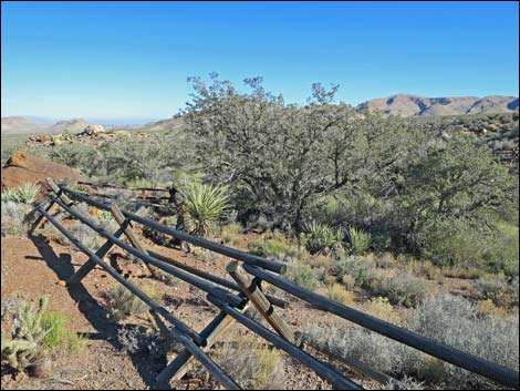 Cottonwood Valley Springs Loop Trail