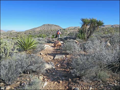 Cottonwood Valley Springs Loop Trail