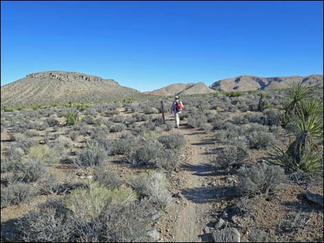 Cottonwood Valley Springs Loop Trail