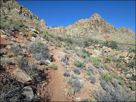 Two Springs Loop Trail