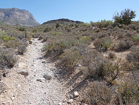 White Rock Loop Trail