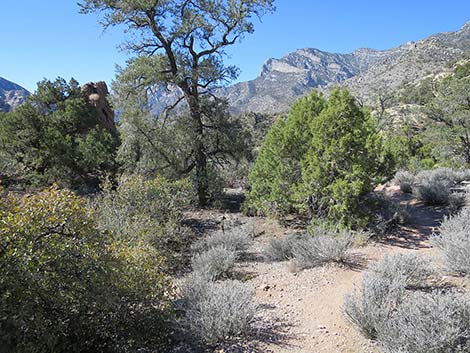 White Rock Loop Trail