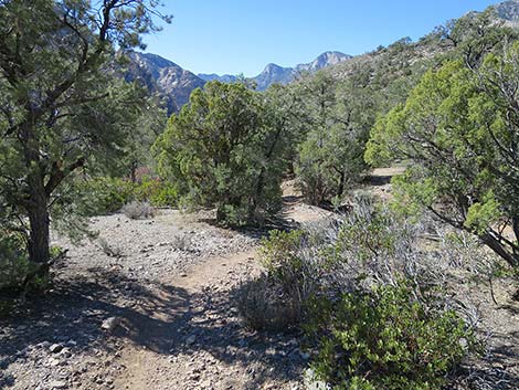 White Rock Loop Trail