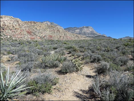 White Rock Loop Trail