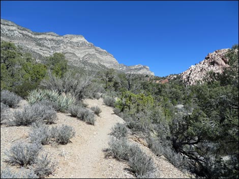 White Rock Loop Trail