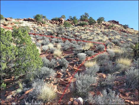 Wilson's Pimple Peak Trail