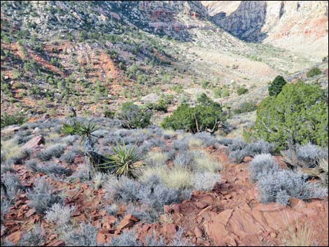 Wilson's Pimple Peak Trail