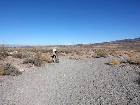 Petroglyph Canyon Trail