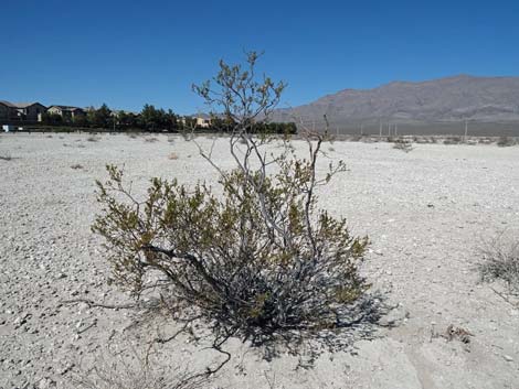 Aliente Loop Trail