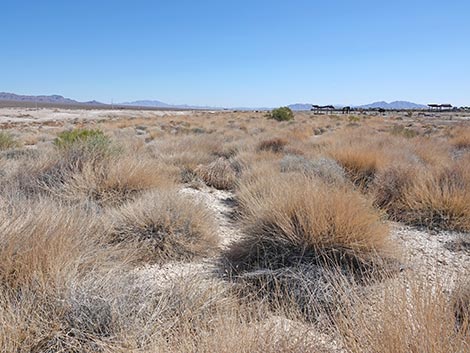 Las Vegas Wash Trail