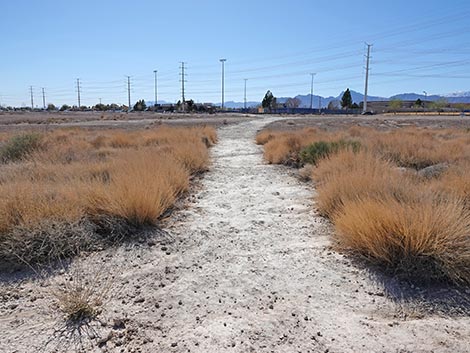 Las Vegas Wash Trail