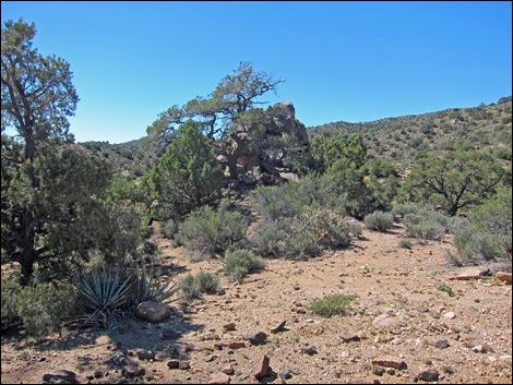 Wee Thump Overlook