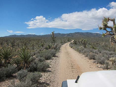 Pine Spring Road