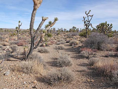 El Dorado Wagon Road Trail